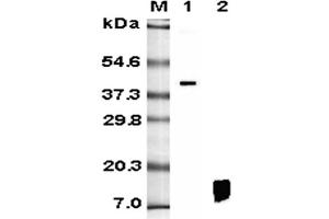 Western blot analysis using anti-RELM-β (human), mAb (HRB 149)  at 1:5'000 dilution. (RETNLB 抗体)