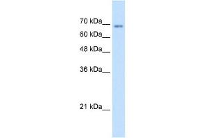 TM9SF1 antibody used at 1. (TM9SF1 抗体  (N-Term))