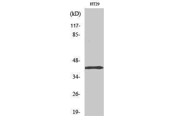 T-Box 10 antibody  (Internal Region)