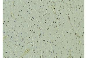 ABIN6273586 at 1/100 staining Mouse muscle tissue by IHC-P. (HOPX 抗体  (C-Term))