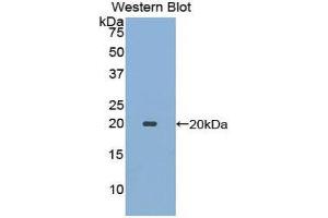 Western Blotting (WB) image for anti-Ecotin (AA 21-162) antibody (ABIN1078001) (Ecotin (AA 21-162) 抗体)