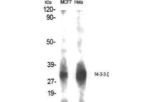 Western Blot (WB) analysis of specific cells using 14-3-3 zeta Polyclonal Antibody. (14-3-3 zeta 抗体  (Tyr330))