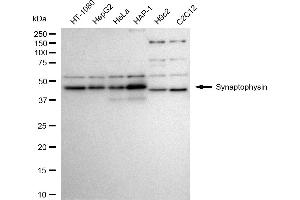 Western blotting analysis using synaptophysin antibody (ABIN7800485).