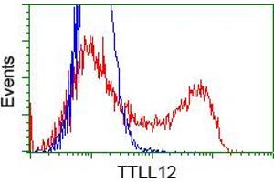 Image no. 3 for anti-Tubulin tyrosine Ligase-Like Family, Member 12 (TTLL12) antibody (ABIN1499033) (TTLL12 抗体)