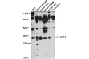 Western blot analysis of extracts of various cell lines, using OVOL1 antibody (ABIN7269129) at 1:1000 dilution. (OVOL1 抗体  (AA 1-120))