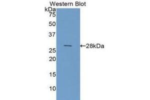Western Blotting (WB) image for anti-Galectin 3 (LGALS3) (AA 1-250) antibody (ABIN1078055)
