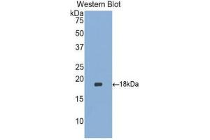 Western Blotting (WB) image for anti-Heparin-Binding EGF-Like Growth Factor (HBEGF) (AA 21-160) antibody (ABIN3206587) (HBEGF 抗体  (AA 21-160))