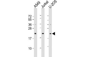 All lanes : Anti-FP24 Antibody (N-Term) at 1:1000-1:2000 dilution Lane 1: A549 whole cell lysate Lane 2: Jurkat whole cell lysate Lane 3: U-2OS whole cell lysate Lysates/proteins at 20 μg per lane. (FAAP24 抗体  (AA 1-32))