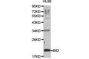 Western Blotting (WB) image for anti-BH3 Interacting Domain Death Agonist (BID) antibody (ABIN1871288) (BID 抗体)