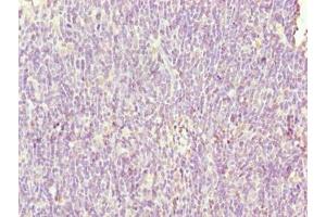 Immunohistochemistry of paraffin-embedded human thymus tissue using ABIN7169483 at dilution of 1:100 (SH3BGRL3 抗体  (AA 2-93))