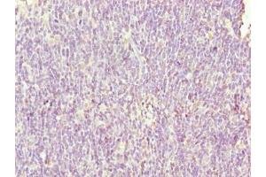 Immunohistochemistry of paraffin-embedded human thymus tissue using ABIN7169483 at dilution of 1:100