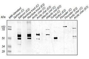 Western Blotting (WB) image for anti-Zona Radiata Protein antibody (ABIN108744) (Zona Radiata Protein 抗体)
