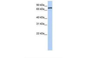 anti-Nuclear Receptor Subfamily 1, Group D, Member 1 (NR1D1) (AA 290-339) antibody