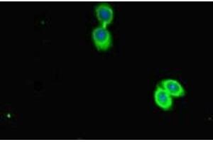 Immunofluorescent analysis of HepG2 cells using ABIN7163143 at dilution of 1:100 and Alexa Fluor 488-congugated AffiniPure Goat Anti-Rabbit IgG(H+L) (PEBP1 抗体  (AA 97-128))