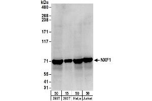 Western Blotting (WB) image for anti-Nuclear RNA Export Factor 1 (NXF1) (AA 75-125) antibody (ABIN7450519)