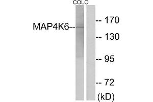 Western blot analysis of extracts from COLO cells, using MAP4K6 antibody.