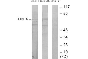 Western blot analysis of extracts from NIH-3T3 cells treated with H2O2 (100uM, 30mins) and COS-7 cells treated with PMA (125mg/ml, 30mins), using DBF4 antibody. (DBF4 抗体)