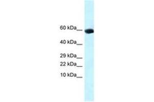 Image no. 1 for anti-Growth Differentiation Factor 10 (GDF10) (AA 261-310) antibody (ABIN6747768) (GDF10 抗体  (AA 261-310))