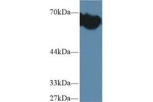 Western Blotting (WB) image for anti-alpha-Fetoprotein (AFP) (AA 399-605) antibody (ABIN7429541)