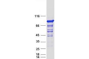 Validation with Western Blot (OSBPL11 Protein (Myc-DYKDDDDK Tag))