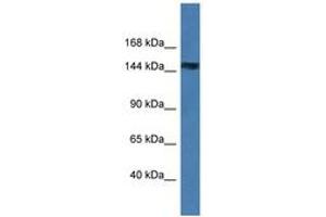 Image no. 1 for anti-Membrane Associated Guanylate Kinase, WW and PDZ Domain Containing 2 (MAGI2) (AA 233-282) antibody (ABIN6747394)