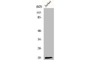 Western Blot analysis of K562 cells using RCL Polyclonal Antibody (RCL 抗体  (N-Term))