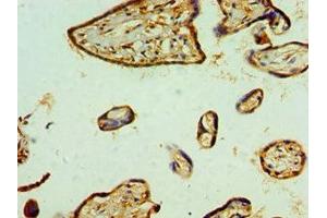 Immunohistochemistry of paraffin-embedded human placenta tissue using ABIN7151115 at dilution of 1:100 (RBX1 抗体  (AA 1-108))