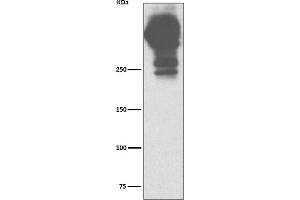 Western blot analysis of MUC5AC expression in human stomach lysate.