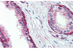 Immunohistochemistry with Human Prostate lysate tissue at an antibody concentration of 5. (UBE2L3 抗体  (C-Term))