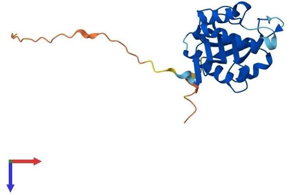 AANAT Protein (AA 1-205) (His tag)
