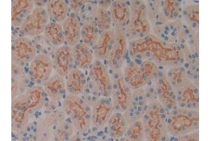 IHC-P analysis of Rat Kidney Tissue, with DAB staining. (SP100 抗体  (AA 116-333))