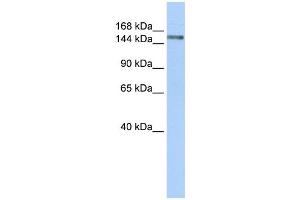 WB Suggested Anti-SYMPK Antibody Titration:  0. (Symplekin 抗体  (N-Term))