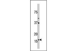 Western blot analysis of TXN2 polyclonal antibody  in 293 cell line lysate (35 ug/lane). (TXN2 抗体  (C-Term))
