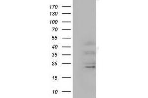 Western Blotting (WB) image for anti-Ephrin A2 (EFNA2) antibody (ABIN1497958) (Ephrin A2 抗体)