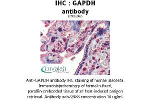 Image no. 2 for anti-Glyceraldehyde-3-Phosphate Dehydrogenase (GAPDH) (AA 9-323) antibody (ABIN1734616) (GAPDH 抗体  (AA 9-323))