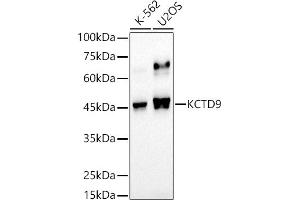 Western blot analysis of extracts of various cell lines, using KCTD9 antibody (ABIN7269469) at 1:500 dilution. (KCTD9 抗体)