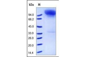 SDS-PAGE (SDS) image for Membrane Metallo-Endopeptidase (MME) (AA 52-750) protein (Fc Tag) (ABIN2181507)