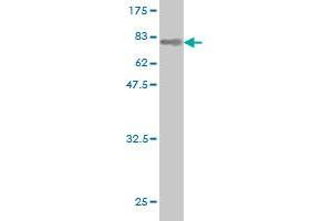 Western Blotting (WB) image for anti-V-Akt Murine Thymoma Viral Oncogene Homolog 1 (AKT1) (AA 1-480) antibody (ABIN559829)