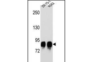 POMT1 Antibody (C-term) (ABIN656314 and ABIN2845617) western blot analysis in ZR-75-1,K562 cell line lysates (35 μg/lane). (POMT1 抗体  (C-Term))