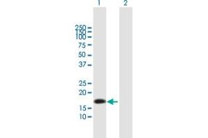 Western Blot analysis of NTS expression in transfected 293T cell line by NTS MaxPab polyclonal antibody. (Neurotensin 抗体  (AA 1-170))