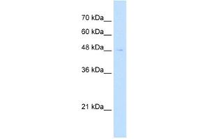 WB Suggested Antibody Titration:  2. (Reticulon 2 抗体  (N-Term))