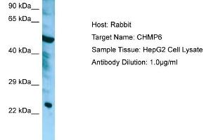 Western Blotting (WB) image for anti-Charged Multivesicular Body Protein 6 (CHMP6) (Middle Region) antibody (ABIN2790175) (CHMP6 抗体  (Middle Region))