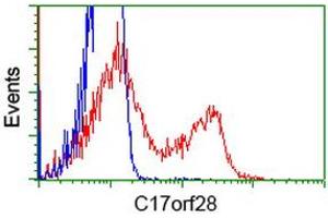 HEK293T cells transfected with either RC206740 overexpress plasmid (Red) or empty vector control plasmid (Blue) were immunostained by anti-C17orf28 antibody (ABIN2452862), and then analyzed by flow cytometry. (HID1/DMC1 抗体)