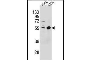 TEX9 Antibody (N-term) (ABIN654569 and ABIN2844274) western blot analysis in K562,CEM cell line lysates (35 μg/lane). (TEX9 抗体  (N-Term))