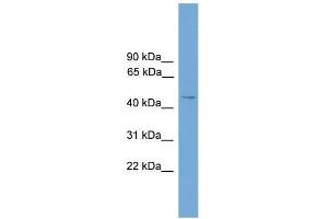 WB Suggested Anti-SERINC2 Antibody Titration: 0. (SERINC2 抗体  (Middle Region))