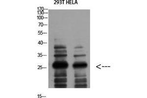 Western Blot (WB) analysis of 293T HeLa using 14-3-3 zeta Polyclonal Antibody diluted at 1:1000. (14-3-3 zeta 抗体  (Tyr330))