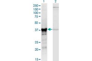 Western Blot analysis of ADH5 expression in transfected 293T cell line by ADH5 monoclonal antibody (M12), clone 2D11. (ADH5 抗体  (AA 1-374))