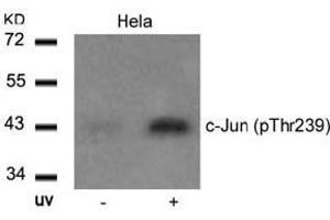 Image no. 2 for anti-Jun Proto-Oncogene (JUN) (pThr239) antibody (ABIN196652) (C-JUN 抗体  (pThr239))