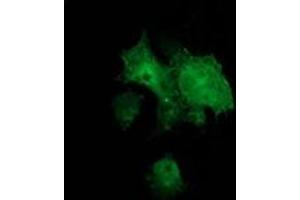 Anti-BCAR1 mouse monoclonal antibody (ABIN2454408) immunofluorescent staining of COS7 cells transiently transfected by pCMV6-ENTRY BCAR1 (RC209133). (BCAR1 抗体)