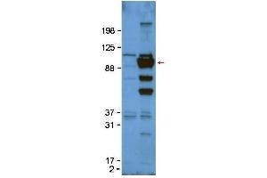 Western Blot of Rabbit anti-Glypican-1 antibody. (GPC1 抗体  (Internal Region))